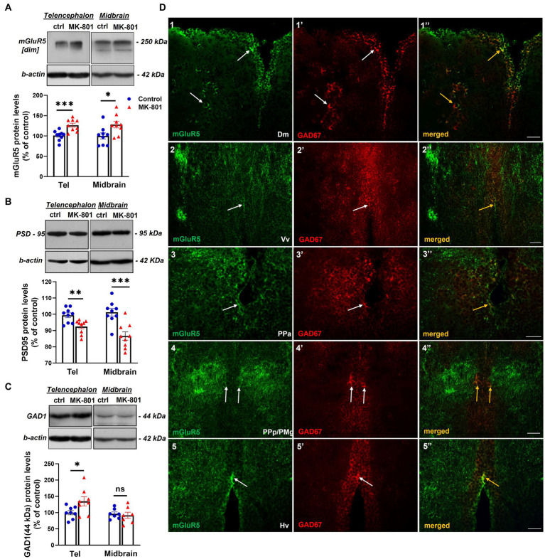 MK-801-treated zebrafish are characterized by altered expression levels of proteins involved in glutamatergic and GABAergic neurotransmission (A–C) Representative blots and quantification of the relative expression levels of (A) mGluR5, (B) PSD-95 and (C) GAD1. n = 6–7 (GAD1) or n = 9 (mGlur5, PSD-95) per experimental group. Data are expressed as mean ± SEM. *p ≤ 0.05, **p ≤ 0.01, ***p ≤ 0.001, ns, non-significant, compared to control group. (D) Immunofluorescent microphotographs of selected transverse sections showing colocalization of mGluR5 with GAD1 immunoreactive cells within different areas of the SDMN. (D1–1’’) medial zone of the dorsal telencephalic area (Dm), (D2–2’’)- ventral nucleus of the ventral telencephalic area (Vv), (D3–3’’) parvocellular preoptic nucleus, anterior part (PPa), (D4–4’’) parvocellular preoptic nucleus, posterior part/gigantocellular part of magnocellular preoptic nucleus (PPp/PMg), (D5–5’’) ventral zone of periventricular hypothalamus (Hv). Arrows indicate examples of colocalization. Microphotographic images are representative of both control (D1–1”,D3–3”,D4–4”,D5–5”) and MK-801-treated (D2–2’’) fish. Scale bar: 25 μm.