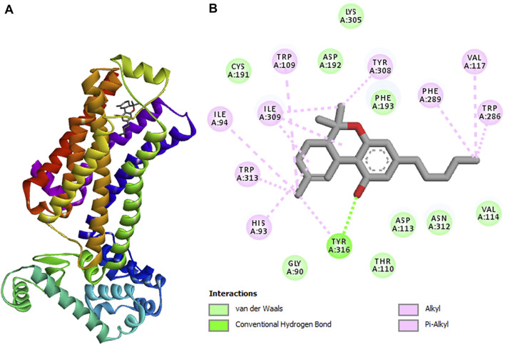 3D structure of (A) tetrahydrocannabinol (highest binding affinity) in complex with cannabinoid receptor. (B) 2D representations displaying the interactions with amino acid residues.