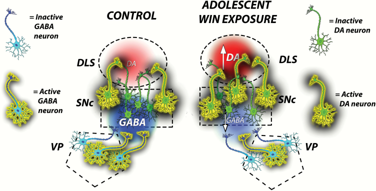 Adolescent WIN 55212-2 actives adult nigrostriatal dopamine neurons. Alterations in the dopaminergic neuron activity in substantia nigra pars compact (SNc) have been associated with changes in the dopamine (DA) concentrations in the dorsolateral striatum (DLS). A significant increase in population activity of DA neurons associated with a significant decrease in gamma-aminobutyric acid (GABA) concentration in SNc, and an increase in DA extracellular concentration (Cext) in the DLS was observed in adult rats after an adolescent exposure to WIN 55212-2. An attenuation of GABA inhibitory tone on DA neurons in SNc driven by ventral pallidum (VP) neurons could contribute to the nigrostriatal pathway activation during adulthood after an adolescent exposure to WIN 55212-2.