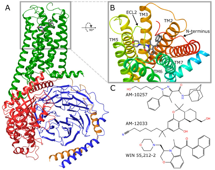 Overview of CB2 based on PDB ID 6PT0. (A) CB2–ligand–G-protein complex. CB2, green. G-protein subunits: α, red; β, blue; γ, orange; ligand, gray (stick representation). (B) CB2 orthosteric binding site—view from the extracellular side with marked structural elements responsible for ligand binding. TM, transmembrane helix; ECL2,extracellular loop 2. (C) Ligands present in PDB-deposited CB2 structures: AM-10257 (PDB ID 5ZTY), AM-12033 (6KPC, 6KPF), and WIN 55,212-2 (6PT0).
