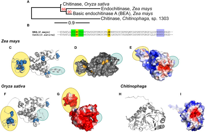 Phylogenetic analysis, conserved domains, structures, and surface charge distribution of rhizosphere associated chitinases. (A) Phylogenetic analysis of ZmChi19A, OsChi19A and CspChi18A. The red numbers on the branches are the probabilities of sharing a common ancestor determined by the bootstrap branch support. The line segment with the number ‘0.9’ shows the length of branch that represents the amount of evolutionary genetic change over time. (B) Sequence alignment of ZmChi19A and OsChi19A showing the conserved domains (in green and purple) and potential catalytic residues (in yellow). AlphaFold derived structures of (C) ZmChi19A, secondary structure, (D) ZmChi19A, surface structure showing potential glycosylation sites (in orange), (E) ZmChi19A, electrostatic surface view, (F) OsChi19A showing disulfide bridges (in blue spheres), (G) OsChi19A, electrostatic surface view, (H) CspChi18A, secondary structure, (I) CspChi18A, electrostatic surface view. All electrostatic surface views show positively charged regions and negatively charged regions in blue and red respectively. Yellow-filled ovals identify the chitin binding domains (CBD) and blue-filled ovals identify the C-terminal flexible domains (CTD). Supplementary Figure S2 compares the predicted glycosylation sites on the two plant chitinases.