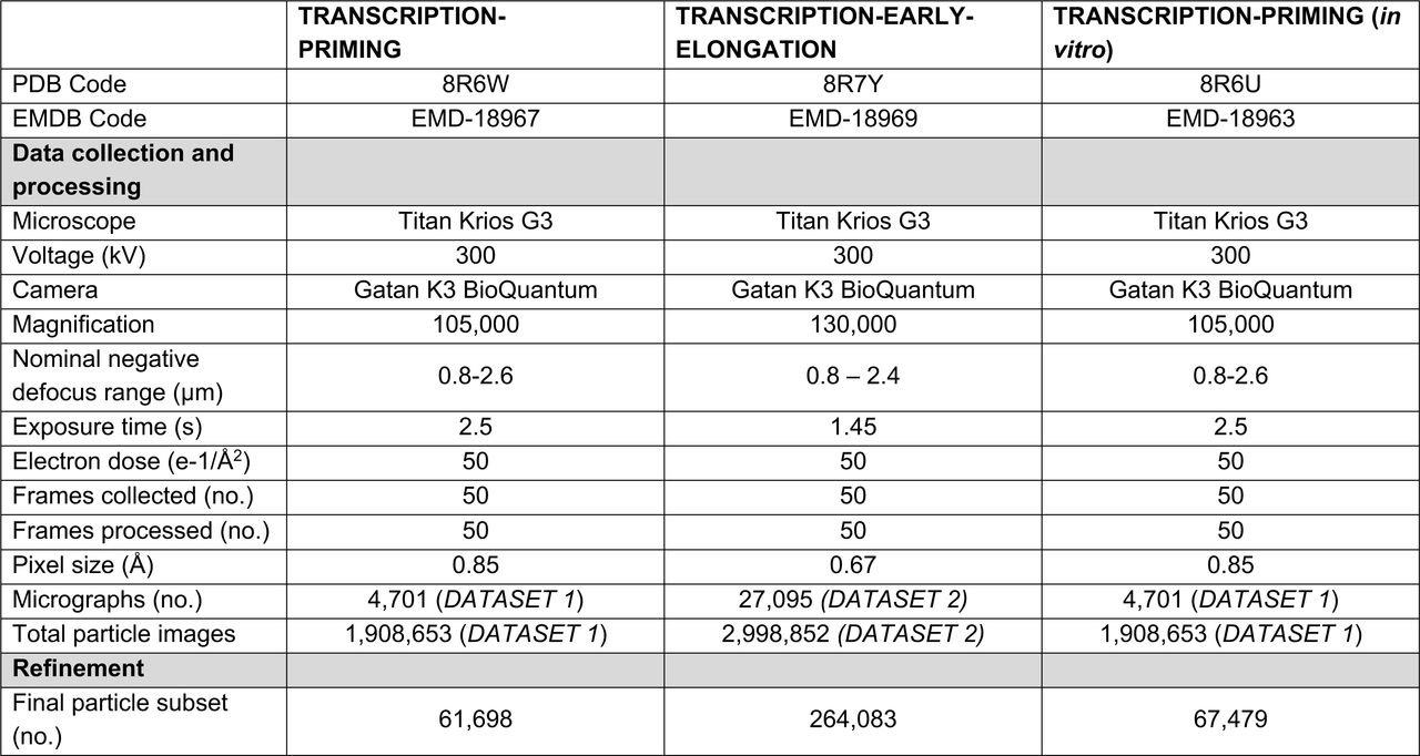 Cryo-EM data collection, processing, refinement, and validation statistics.This table provides the parameters and statistics for the data collection, processing, refinement, and structure validation of the cryo-EM structures described. Refinement statistics were generated using the Phenix package.