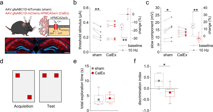 CalEx disrupts the astrocytic feedback loop and formation of spatial memory.a C57Bl6/N mice were injected bilaterally (CA1, hippocampus), with either AAV.gfaABC1D-tdTomato (sham) or AAV.gfaABC1D-mCherry-hPMCA2w/n (CalEx)39. Absence of overlap between mCherry expression and neuronal cell layers (lower panel, scale bar 500 µm, see Supplementary Fig. 9). b In sham-injected mice, 10 Hz stimulation decreased the dendritic spike threshold stimulus significantly (left panel; gray: 0.31 ± 0.03 µA vs. 0.26 ± 0.03 µA, n = 6, p = 0.0021, two-sided paired Student’s t test) but not in CalEx mice (red: 0.30 ± 0.05 µA vs. 0.30 ± 0.05 µA, n = 5, p = 1.00, two-sided paired Student’s t test). The change was significantly larger in sham mice (right panel; sham vs. CalEx, −16.47 ± 2.61 vs. 0.10 ± 2.19, n = 6 and 5, p = 0.0011, two-sided Student’s t test). c Corresponding results for the slow component (left panel; sham, gray: 13.36 ± 2.06 mV vs. 15.47 ± 2.42 mV, n = 6, p = 0.016, two-sided paired Student’s t test; CalEx, red: 13.66 ± 1.11 mV vs. 13.18 ± 0.79 mV, n = 5, p = 0.23, two-sided paired Student’s t test). Right panel: relative change 10 Hz/baseline (sham vs. CalEx, 15.09 ± 4.29 vs. −2.80 ± 2.36, n = 6 and 5, p = 0.0073, two-sided Student’s t test). d Testing arena for object location memory (also Fig. 8). e Similar total exploration time during acquisition between groups (sham vs. CalEx: 3.76 ± 0.80 s vs. 4.19 ± 0.74 s, n = 7 and 5, p = 0.71, two-sided Student’s t test). f Sham mice explored the object in the novel location significantly more compared to, CalEx mice (0.35 ± 0.11 vs. −0.18 ± 0.17, n = 7 and 5, p = 0.019, two-sided Student’s t test). Data are expressed as mean ± s.e.m. in the legend and displayed in box plots. The box indicates the 25th and 75th, the whiskers the 5th and 95th percentiles, the horizontal line in the box the median and the mean is represented by a filled circle. Source data are provided as a Source Data file.