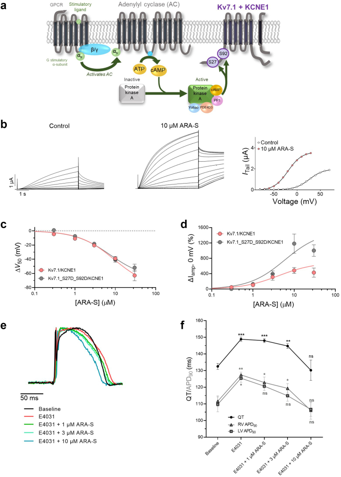 ARA-S has preserved effect on a phosphomimetic mutant of hKV7.1/KCNE1 and restores action potential duration and QT interval in guinea pig hearts. Assessment of the ability of ARA-S to act under more physiologically relevant conditions, such as under conditions mimicking the adrenergic state of hKV7.1/KCNE1 and in isolated guinea pig hearts, studied with electrophysiological approaches. a) Cartoon schematics of the β-adrenergic activation mechanism leading to phosphorylation of the hKV7.1/KCNE1 channel in two residues of the N terminus, S27 and S92. b) Representative traces of mutant hKV7.1_S27D_S92D/KCNE1 currents under control conditions and in the presence of 10 μM ARA-S and corresponding G(V) curve. Curves in the G(V) plot (right) represent Boltzmann fits. For this specific cell: V50;ctrl = +26.3 mV, Itailmax;ctrl = 1.9 μA, V50;ARA-S = −19.6 mV, Itailmax = 3.6 μA. c and d) Concentration-response relation for (c) ΔV50 and (d) ΔIamp at 0 mV induced by ARA-S in hKV7.1/KCNE1 and hKV7.1_S27D_S92D/KCNE1. Best fit for ΔV50 on hKV7.1_S27D_S92D/KCNE1: EC50 = 7 μM, ΔV50, max = −67.2 mV. Best fit for ΔIamp = ambiguous. Note that the 30 μM concentration in hKV7.1/KCNE1 was excluded from the fit. Data shown as mean ± SEM; n = 5–13. e) Representative traces displaying the effect of E4031 on prolonging the ventricular action potential duration and the effect of ARA-S to restore the action potential duration in a concentration dependent manner in isolated guinea pig hearts. f) Summary of the changes in QT interval and action potential duration induced by E4031 alone or E4031 co-applied with indicated concentrations of ARA-S. Statistics represent two-way ANOVA with Dunnett's multiple comparisons test and indicates the difference compared to baseline. ∗ denotes P < 0.05, ∗∗ denotes P < 0.01, ∗∗∗ denotes P < 0.005, P > 0.05 (ns). Data shown as mean ± SEM; n = 6.