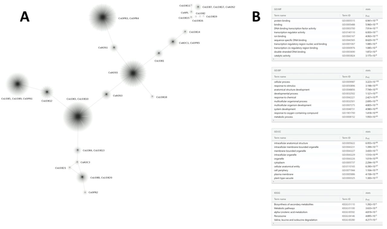 Weighted co-expression genetic network derived from the C. sativa transcriptome expression atlas. (A) Clusters represent modules of highly connected genes containing at least one oxylipin biosynthetic gene. (B) Top ten terms for functional enrichment analysis of gene modules containing oxylipin biosynthetic genes: Gene Ontologies for Molecular Functions (MF), Biological Processes (BP), and Cellular Components (CC) and KEGG.