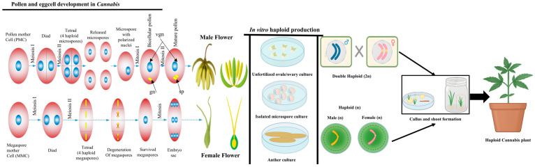 A comprehensive overview of haploid induction in Cannabis sativa and other plant species. Pollen development occurs within the anthers of male cannabis flowers, while embryo sac formation follows a monosporic pathway within the ovaries of female flowers. In in vitro haploid induction, explants such as anthers, microspores, or unfertilised ovules are cultured to induce callus formation and adventitious shoots regenerated from these calli may initiate haploid plants. Abbreviations: “VGN—vegetative nucleus; GN—generative nucleus; SP—sperm cells.