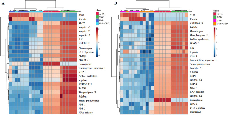 Dendrograms and heatmap for 25 top-modified ANOVA-selected proteins from plasma of control rats (CTR) and animals topically treated with cannabidiol (2.5 g CBD in 100 g petrolatum) and/or irradiated with UVA (increasing doses from 0.5 to 5 J/cm2) (A) or UVB (increasing doses from 0.02 to 2 J/cm2) (B). Statistical analysis were performed using open-source software MetaboAnalyst 5.0 (www.metaboanalyst.ca). Abbreviations, ARHGAP18, Rho GTPase activating protein 18; ILK, integrin-linked kinase; NFKBIL2, NFκB inhibitor; PA2G4, proliferation-associated 2G4; PGAM 2, phosphoglycerate mutase 2; PKC, protein kinase C; RBP, RNA-binding protein; SEC 7, transport protein 7; STIP 1, septin and tuftelin interacting protein.