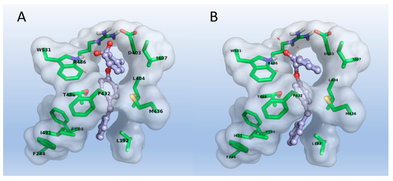 Docking poses of (R), (A), and (S), (B) enantiomer of compound 14 into the FAAH binding site.