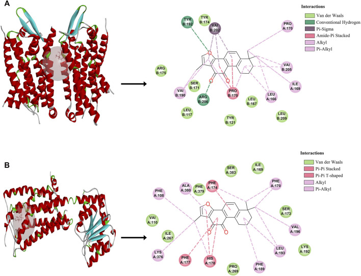 The molecular docking between Tan IIA and corresponding target. (A) C5AR1- Tan IIA. (B) CNR1-Tan IIA.