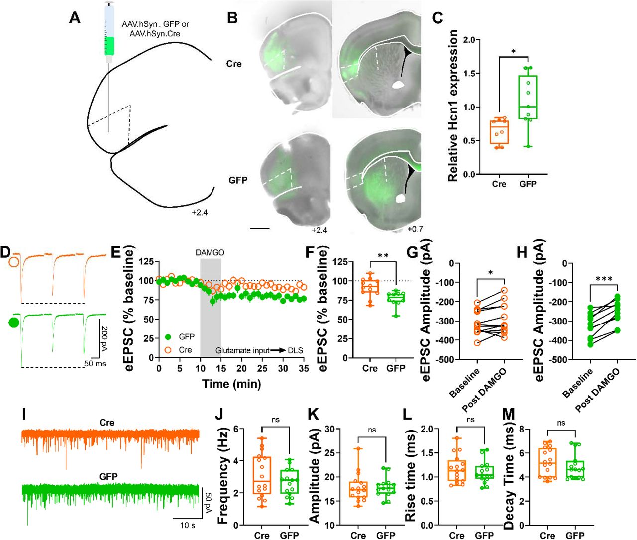 Genetic ablation of HCN1 channels in the AIC reduce MOR-mediated LTD expression in the DLS.(A) Schematic figure of coronal brain slice showing injection paradigm enabling knock out of HCN1 channel expression in AIC in HCN1-flox mice. An AAV vector encoding for either cre-recombinase (AAV.hSyn.cre) or eGFP (AAV.hSyn.eGFP) was injected at least 4 weeks prior to recordings. (B) Coronal brain slice showing the AAV-cre or AAV-GFP infection of AIC and dorsal striatal terminal expression (bar scale□=□1000□m). (C) AAV.cre reduced the expression of HCN1 in the AIC after 4 weeks post injection (cre: 0.65 ± 0.06 vs GFP: 1.07 ± 0.13, Unpaired t-test, P=0.0139, t15=2.785, n=8 cre-injected mice and n=8 GFP-injected mice). (D) Representative eEPSC traces showing the effects of DAMGO (0.3□μM, 5□min) application in brain slices of AAV-injected HCN1-flox mice. (E-F) The conditional decrease of HCN1 channel from AIC, blunted MOR-LTD in DLS (cre: 91 ± 4% vs GFP: 77 ± 3%, Unpaired t-test, P=0.00634, t20=3.05, n=12 neurons from 6 cre-injected mice and n=10 neurons from 4 GFP-injected mice). (G) HCN1 reduction did not fully disrupt MOR-LTD, because there was still a small, but significant reduction of eEPSC amplitude after DAMGO application (0–10□min baseline v. final 10□min of recording; paired t-test, P□=□0.0415, t11□=2.31, n□= 12 neurons from 6 mice). (H) Control GFP-injected mice showed normal decrease of eEPSC amplitude after DAMGO application 0–10□min baseline v. final 10□min of recording; paired t-test, P□=□0.000101, t9□=6.55, n□= 10 neurons from 4 mice). (I) Representative synaptic current traces from HCN1-flox mice showing the spontaneous excitatory postsynaptic currents (sEPSCs) in AAV-cre (orange trace) and AAV-GFP (green trace) injected mice. (J-M) HCN1 channel ablation from AIC synapses did not affect frequency (cre: 3.1 ± 0.3 Hz vs GFP: 2.7 ± 0.2 Hz, Unpaired t-test, P=0.277, t29=1.11, n=16 neurons from 4 cre-injected mice and n=15 neurons from 3 GFP-injected mice), amplitude (cre: 17.8 ± 0.7 pA vs GFP: 17.8 ± 0.5 pA, Unpaired t-test, P=0.980, t29=0.025, n=16 neurons from 4 cre-injected mice and n=15 neurons from 3 GFP-injected mice), rise time (cre: 1.16 ± 0.07 ms vs GFP: 1.09 ± 0.06 ms, Unpaired t-test, P=0.415, t29=0.822, n=16 neurons from 4 cre-injected mice and n=15 neurons from 3 GFP-injected mice) and decay time (cre: 5.24 ± 0.29 ms vs GFP: 4.9 ± 0.27 ms, Unpaired t-test, P=0.395, t29=0.396, n=16 neurons from 4 cre-injected mice and n=15 neurons from 3 GFP-injected mice) of the sEPSC events in DLS. Time course data represent mean ± SEM. Box plots show average of the final 10 minutes of recording and represent median and interquartile ranges. ns= not significant, *P□<□0.05, **P□<□0.01, ***P□<□0.001.