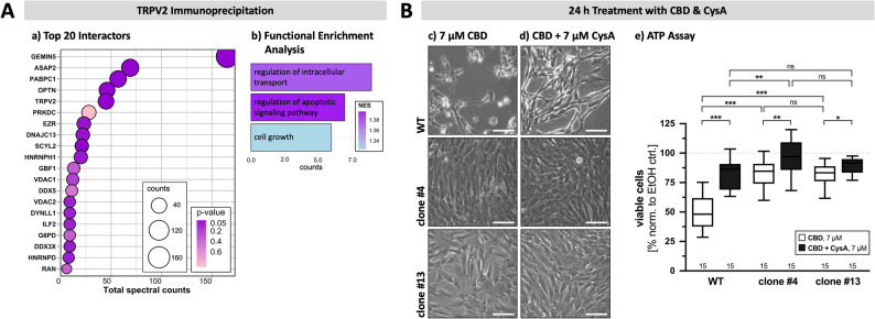 TRPV2 interactome in KGN cells and involvement of the mPTP in CBD-induced cell death. A TRPV2 interactome in KGN cells identified by immunoprecipitation followed by mass spectrometry. Top 20 of identified interactors (a) that can be categorized into three functional groups, i.e. regulation of intracellular transport, the regulation of apoptotic signaling pathway and cell growth, in accordance with a functional enrichment analysis. Note that VDAC1 and VDAC2 are among the top identified proteins and may be potential interactors. (b). B Impact of the mPTP formation blocker CysA (7 µM) on cytotoxic effects of CBD (7 µM) was assessed by means of microscopic monitoring (c & d) and ATP assays (e). Representative micrographs of WT (top) and TRPV2-deficient clones #4 (middle) and #13 (bottom) captured at the end of a 24 h treatment with either 7 µM CBD alone (c) or 7 µM CysA alongside with 7 µM CBD (d), revealing the occurrence of cell death only in WT cells whilst TRPV2-deficient clones appear healthy. CysA featured a protective effect on this CBD-induced cell death in WT KGN cells. Scale bar 100 μm. ATP assays quantitatively support this observation and confirmed the highly significant protective effect of CysA on CBD-induced cell death in all three cell types (n = 15, each)