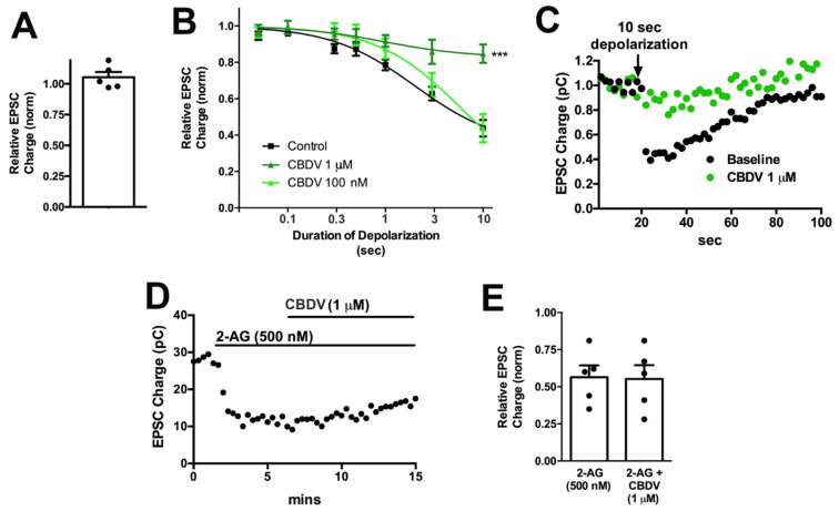 CBDV inhibits DSE post-synaptically in autaptic neurons.; (A) CBDV (1 μM) has no direct effect on EPSC; (B) CBDV blocks DSE at 1 μM but not at 100 nM; (C) sample DSE responses before and after treatment with 1 μM CBDV; (D) sample time course showing non-reversal of 2-AG inhibition by CBDV (1 μM). (E) Summarized data showing that CBDV (1 μM) does not reverse the effect of 2-AG (500 nM). ***, p < 0.001, one-way ANOVA with Dunnett’s post-hoc test.
