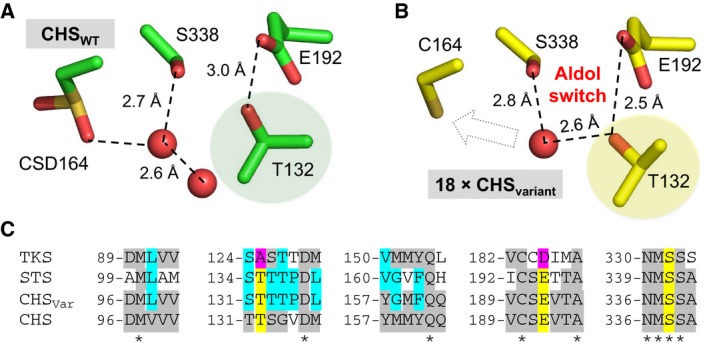 Overview of the aldol switch in type III polyketide synthases. Hydrogen‐bonding network of the active site water proposed to be the catalytic base in the cleavage of the thioester bond between Cys164 and the tetraketide intermediate in (A) wild‐type CHS (PDB: http://www.rcsb.org/pdb/search/structidSearch.do?structureId=1BI5) and (B) variant CHS with STS‐like activity (18 residues altered; PDB: http://www.rcsb.org/pdb/search/structidSearch.do?structureId=1U0W) 12. CSD is a modified cysteine visible in the crystal structure. The dashed arrow in the bottom panel indicates the potential interaction between the catalytic water and Cys164. The shaded residues show the significant differences in orientation of Thr132, the basis of the ‘aldol switch’. (C) Sequence alignment of four type III polyketide synthases within the active site region. Residues highlighted in yellow and magenta are involved in the STS‐like aldol switch, the latter showing differences seen in TKS. CHSVar = variant CHS with STS‐like activity 12.