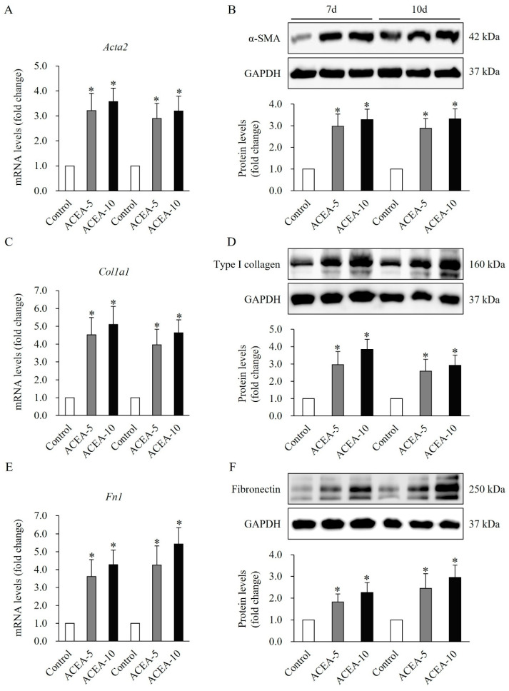 Effects of cannabinoid receptor 1 (CB1) agonist on α-smooth muscle actin (α-SMA) and extracellular matrix (ECM) expression in wound tissues of a mouse full-thickness skin wound model. Significant increase in mRNA and protein expression of α-SMA (A,B), type I collagen (C,D), type III collagen (E,F) on days 7 and 10 in wound tissues of mice administered daily with the CB1 agonist arachidonyl-2′-chloroethylamide at doses of 5 mg/kg or 10 mg/kg following injury. Data are presented as mean ± SD, with n = 10 mice per group. * p < 0.05 vs. vehicle-treated controls, which were set at 100%.