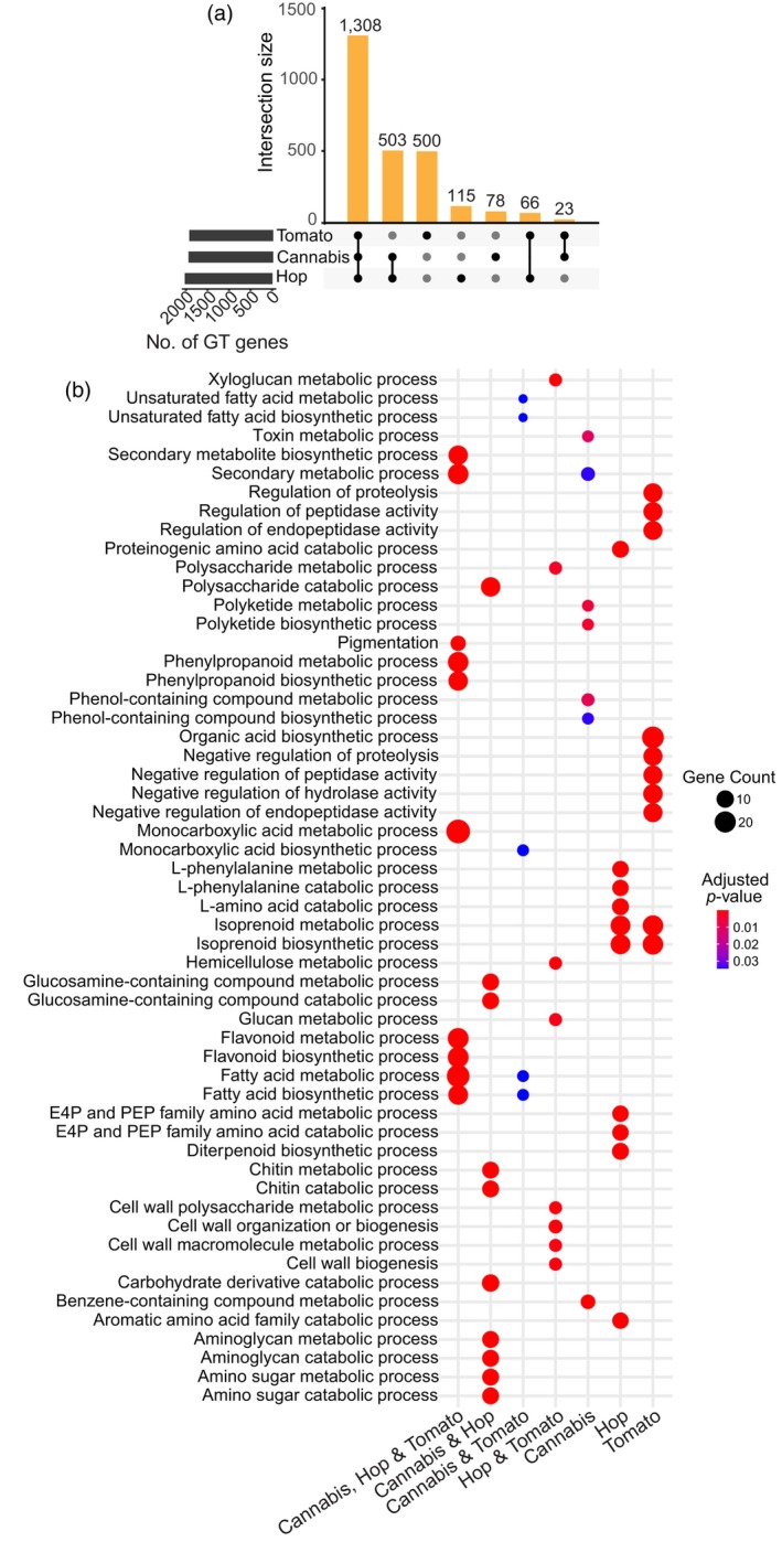 Functional annotation of conserved and species‐specific glandular trichome (GT)‐expressed genes.(a) UpSet plot showing the number of conserved and species‐specific GT genes.(b) The top significantly enriched gene ontology (GO) terms (biological processes category; adjusted P‐value <0.05) associated with the conserved and species‐specific GT genes. Dot colour and size represent the significance (−log10 adjusted P‐value) and GeneRatio (proportion of genes in the enriched GO term out of the total annotated genes), respectively. For gene sets including Cannabis (‘Cannabis, Hop & Tomato’, ‘Cannabis & Hop’ and ‘Cannabis & Tomato’), GO terms were based on cannabis genes. For the ‘Hop & Tomato’ set, GO terms were based on hop genes. E4P, erythrose 4‐phosphate; PEP, phosphoenolpyruvate.