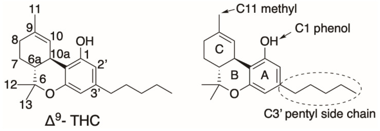 (−)-trans-Δ9- THC structural numbering and functional groups.