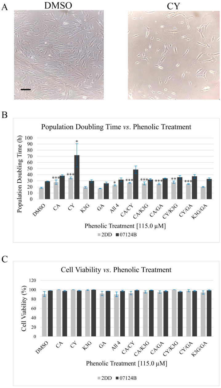 The phenolic treatments have structure-dependent impacts on 2DD and 07124B cell growth behavior. (A) Representative images of DMSO and CY-treated 2DD cells following a 72 h treatment period. Scale bar = 100 μm. (B) Quantified PDT assay results. Following the treatment period, cells were collected and counted affording the calculation of PDT that was normalized to the vehicle control (DMSO). Error bars represent the standard error of the mean (n = 3; p = * p < 0.1, ** p < 0.05, *** p < 0.01). (C) Cell viability assay results, the phenolic treatments maintained high levels of cell viability indicating that these compounds did not increase 2DD or 07124B cell death. Error bars represent the standard error of the mean (n = 3). Treatment abbreviations are as follows: vehicle control (DMSO), caffeic acid (CA), cyanidin (CY), kaempferol-3-O-glucoside (K3G), and gentisic acid (GA).