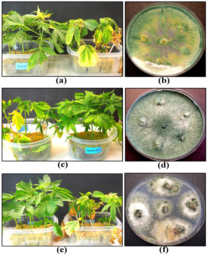 Application of biological control agents provides protection to cannabis cuttings against Fusarium damping-off. (a) Rootshield-treated cuttings (left) show greater survival compared to pathogen-only cuttings (right). (b) Growth of Trichoderma harzianum from Rootshield-treated cuttings. (c) Asperello-treated cuttings (right) show greater survival compared to pathogen-only cuttings (left). (d) Growth of Trichoderma asperellum from Asperello-treated cuttings. (e) Prestop-treated cuttings (left) show greater survival compared to pathogen-only cuttings (right). (f) Growth of Gliocladium catenulatum from Prestop-treated cuttings. Recovery of all biological control agents was made on potato dextrose agar medium as shown.