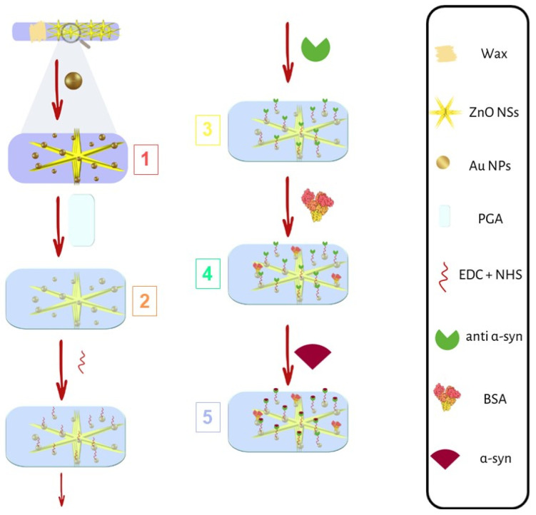 Main steps of biosensor fabrication: (1) Au NP electrodeposition; (2) GA electro-polymerization; (3) anti-α-synuclein immobilization; (4) BSA immobilization; and (5) α-synuclein recognition and anchoring.