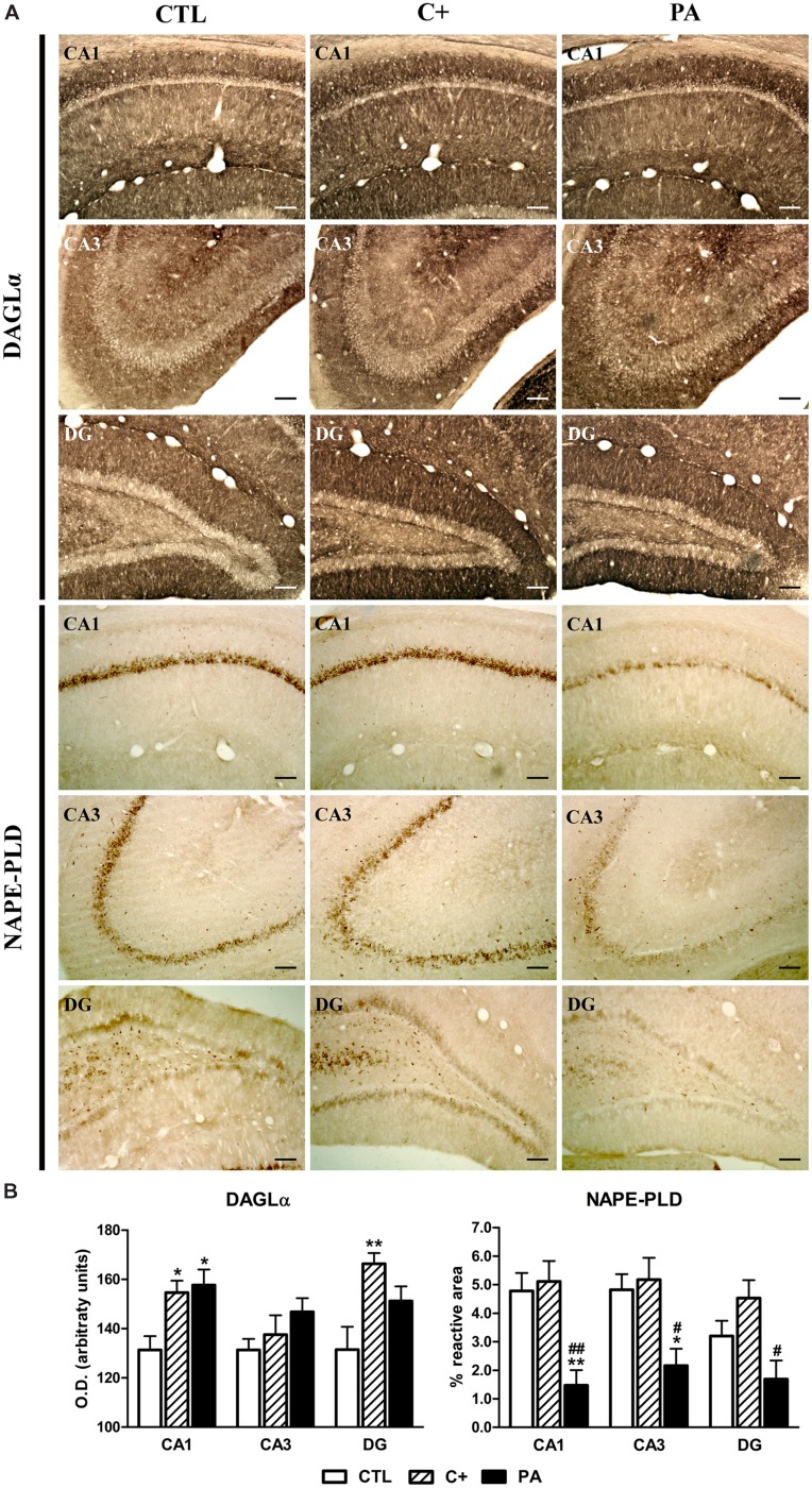 Immunohistochemical expression of DAGLα and NAPE-PLD in dorsal hippocampus. (A) Photomicrographs showing DAGLα (upper panel) and NAPE-PLD (lower panel) immunostaining in CA1, CA3, and DG regions of the dorsal hippocampus in the different experimental groups. Scale bars = 17 μm. (B) Immunostaining quantification of DAGLα (left panel) and NAPE-PLD (right panel) in CA1, CA3, and DG regions of the dorsal hippocampus in all groups. DAGLα immureactivity was measured by densitometry while NAPE-PLD positive immunostaining was quantified as the percentage of the stained area over the total area of the region of interest. Bars and error bars show the mean + SEM of 5–7 observations per animal of a total of six rats per group. ∗p < 0.05 vs. CTL; ∗∗p < 0.01 vs. CTL; #p < 0.05 vs. C+; ##p < 0.01 vs. C+. CTL, control group; C+, cesarean section group; PA, perinatal asphyxia group; CA1, cornu ammonis 1; CA3, cornu ammonis 3; DG, dentate gyrus.