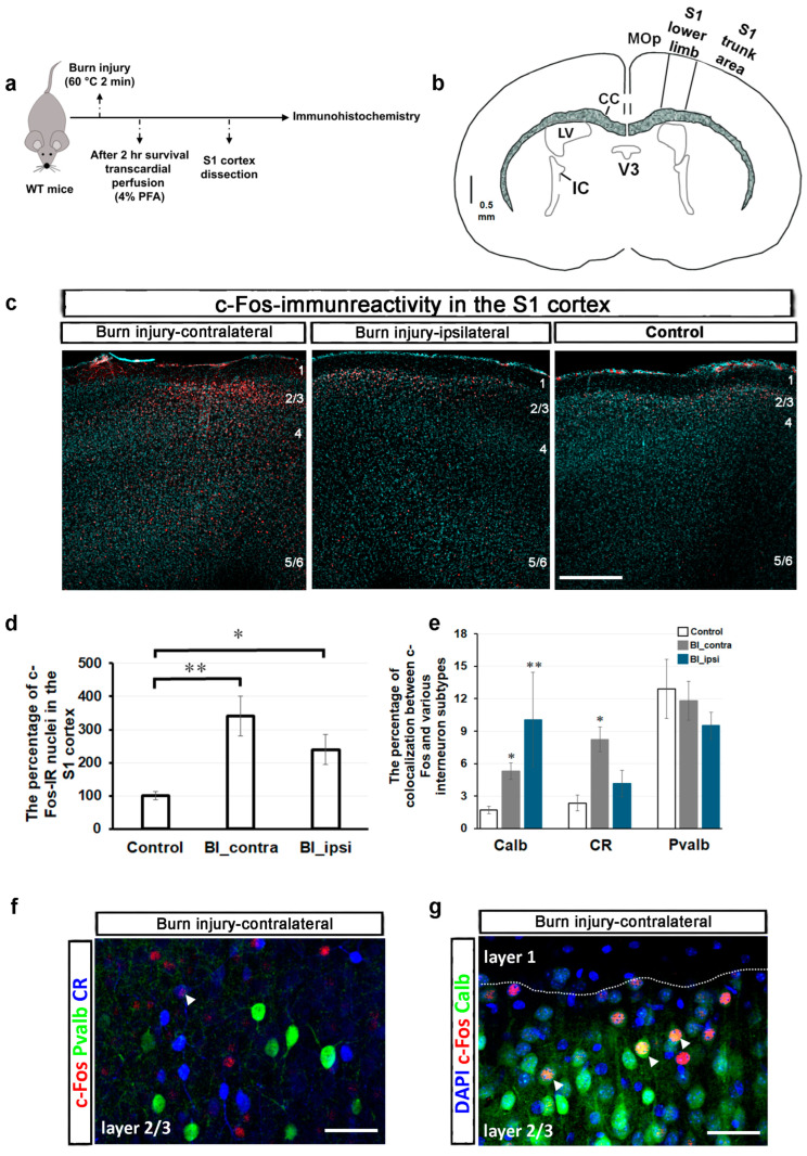 The impact of burn injury on cortical neuronal activity: c-Fos immunoreactivity (IR) analysis. (a) Schematic representation illustrating the time scale of this experiment. (b) Schematic drawing of a coronal section of the mouse brain representing the lower limb area of the S1 cortex. (c) Representative immunostaining with an antibody against c-Fos (red) was obtained from three optical sections of a coronal slice of a wild-type mouse brain following burn injury. DAPI counterstained cell nuclei for turquoise. After the burn injury, the number of cells exhibiting c-Fos-IR increased in the lower limb area of the S1 cortex, irrespective of the sides. The term “burn injury-contralateral” specifically refers to the right hemisphere of the brain, which is opposite the burn injury site. Scale bar, 220 μm. (d) Quantitative analysis of the percentage of c-Fos-IR nuclei in the lower limb area of the S1 cortex following burn injury. The data are presented as mean ± SEM (10–11 slices from 4 animals per group). An asterisk denotes a p-value < 0.05, while a double asterisk indicates a p-value < 0.01, vs. control. (e) Quantitative analysis of the percentage of colocalization between c-Fos and various interneuron subtypes in the S1 cortex following burn injury. The data are presented as mean ± SEM (5–11 slices from 2–4 animals per group). * signifies p < 0.05, while ** indicates p < 0.01, vs. control. (f) Representative triple immunostaining with antibodies against c-Fos, parvalbumin (Pvalb), and calretinin (CR) from layer 2/3 of the contralateral-sided S1 cortex following burn injury. Arrowhead shows a CR-positive interneuron that expresses c-Fos. Scale bar, 30 μm. (g) Representative triple immunostaining with antibodies against c-Fos, calbindin (Calb), and a nuclear marker, DAPI, from layer 2/3 of the contralateral-sided S1 cortex following burn injury. The dotted line indicates the boundary between layer 1 and layer 2/3. Arrowheads show colocalizations of c-Fos and Calb. Scale bar, 30 μm. Abbreviations: WT, wild type; PFA, paraformaldehyde; S1, primary somatosensory cortex; MOp, primary motor cortex; V3, third ventricle; IC, internal capsule; LV, lateral ventricle; CC, corpus callosum.