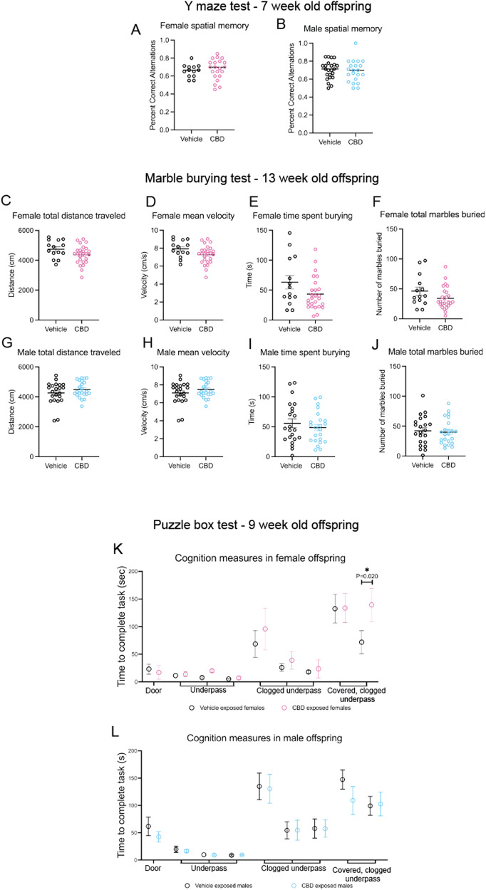 Fetal CBD exposure decreases female offspring problem-solving behaviors.Fetal CBD exposure does not affect female spatial memory (A) or male spatial memory (B) via the Y maze test. Graphs show fetal CBD exposure does not affect offspring compulsivity, including female total distance traveled (C), mean velocity (D), time spent burying (E) or marbles buried (F), nor male distance traveled (G), mean velocity (H), time spent burying (I) or total marbles buried (J), via the marble burying test. Graphs show fetal CBD exposure decreases female problem-solving at trial 9, (71.75 ± 20.71 s vehicle-exposed females, 139.42 ± 26.91 s CBD-exposed females, N = 12 each, P = 0.201, Wilcoxon rank sum test) (K), but not male problem-solving (L) via the puzzle box test.
