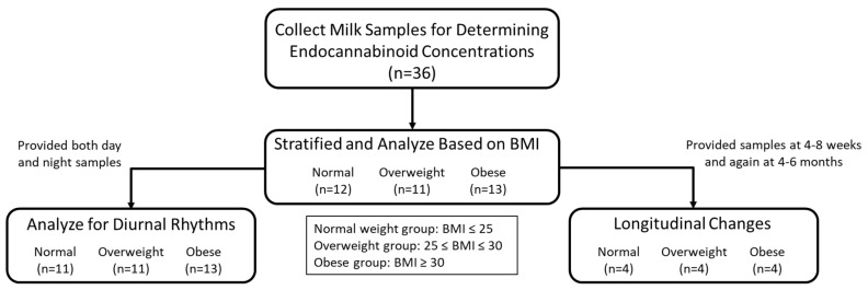 Flow chart for experimental design. N values shown for number of participants that met experimental criteria.