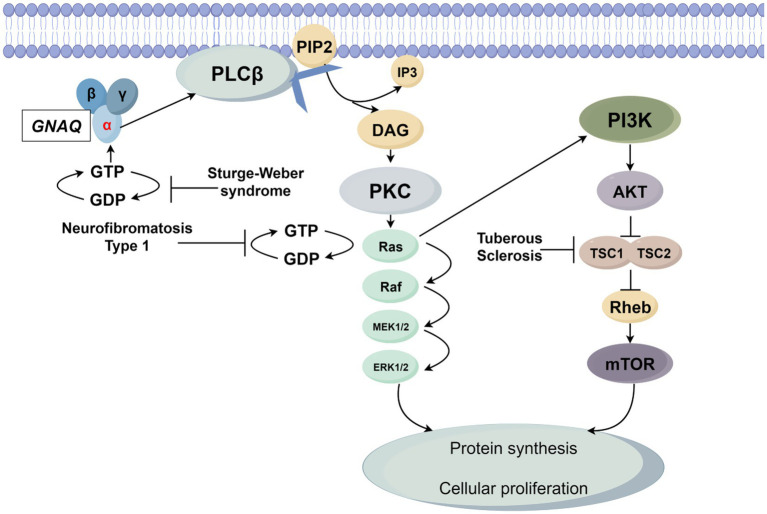 Figure 1 has been confirmed to accurately describe the visual content, including the signaling pathways involving GNAQ, PLCβ, PIP2, IP3, DAG, PKC, PI3K-AKT–mTOR, and their associations with Sturge-Weber syndrome, Neurofibromatosis Type 1, and Tuberous Sclerosis. The text meets the accessibility requirement of approximately 100 words and requires no revisions.