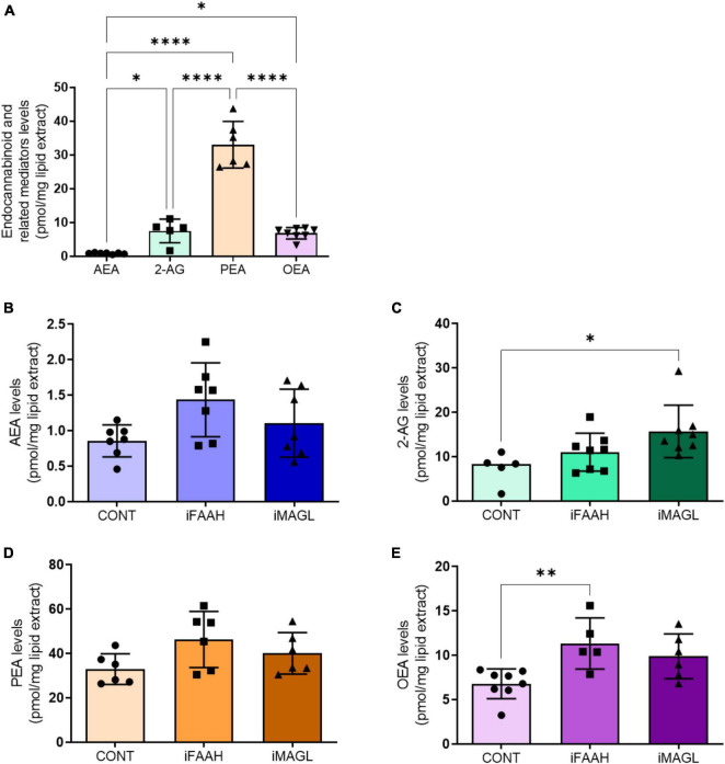OEG cell cultures release endocannabinoids to OEGCM. In panel (A), anandamide (AEA, N = 7) and 2-arachidonoylglycerol (2-AG, N = 5), and related mediators palmitoylethanolamide (PEA, N = 6) and oleoylethanolamide (OEA, N = 8) levels in the olfactory ensheathing glia conditioned medium (OEGCM) (p = 0.0368 for AEA vs. 2-AG; p < 0.0001 for AEA vs. PEA; p = 0.0334 for AEA vs. OEA; p < 0.0001 for 2-AG vs. PEA; p = 0.9998 for 2-AG vs. OEA; p < 0.0001 for PEA vs. OEA). In panels (B–E), levels of endocannabinoids and related mediators after treatment with URB597 10– 9 M (iFAAH) or JZL184 10– 9 M (iMAGL) for 3 days before lipid analysis. Data is presented as mean ± SD, statistical analysis was performed using One-way ANOVA and Tukey’s as post hoc test. (B) N = 7 for all experimental groups, p = 0.0527 for CONT vs. iFAAH, p = 0.5351 for CONT vs. iMAGL; (C) Control: N = 5, iFAAH: N = 8, iMAGL: N = 8, p = 0.4139 for CONT vs. iFAAH, p = 0.0202 for CONT vs. iMAGL; (D) N = 6 for all experimental groups, p = 0.0817 for CONT vs. iFAAH, p = 0.4486 for CONT vs. iMAGL; (E) Control: N = 8, iFAAH: N = 5, iMAGL: N = 6, p = 0.0084 for CONT vs. iFAAH, p = 0,0587 for CONT vs. iMAGL. *p < 0.05, **p < 0.01, and ****p < 0.0001.