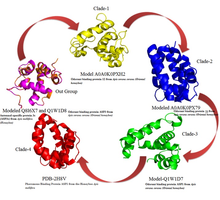 Structural evolutions of six OBPs taken from Phylogenetic tree.