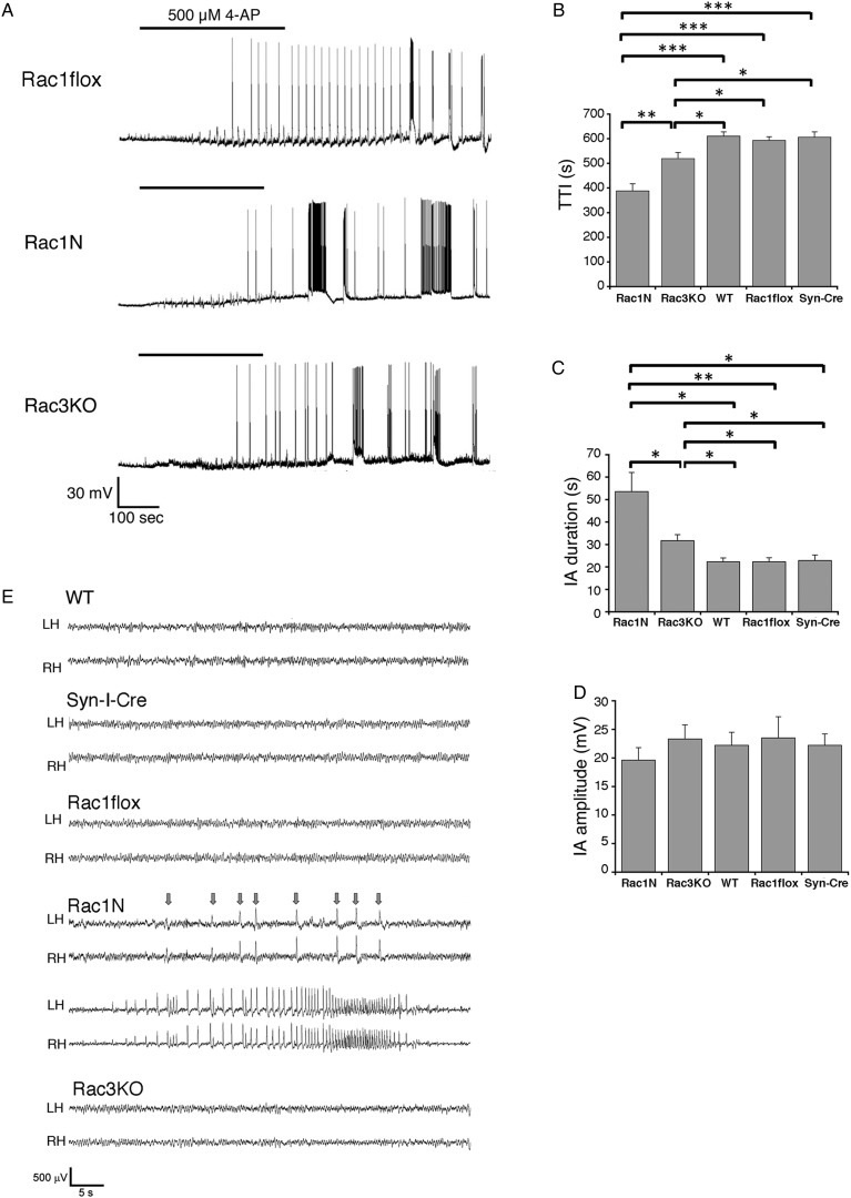 Rac1 or Rac3 deficiency increases hippocampal excitability and susceptibility to 4-AP-elicited epileptiform activity. (A) Perfusion with 500 μM 4-AP (continuous black line over each track) induced ictal discharges in 82% Rac1N (n = 11), 80% Rac3KO (n = 10), and 60% Rac1flox (n = 10) CA3 pyramidal neurons. (B–D) Quantification of the effects of 500 μM 4-AP on the time-to-ictal event (TTI) (B), ictal-like activity (IA) duration (C), and amplitude (D) (n = 9 Rac1N cells; n = 8 Rac3KO cells; n = 5 WT cells; n = 6 Rac1flox cells; n = 5 Syn-Cre cells). *P < 0.05; **P < 0.01; ***P < 0.001. (E) Electroencephalographic analysis shows spontaneous seizures in Rac1N but not in Rac3KO or control (WT, Syn-Cre, Rac1flox) mice. Examples of raw EEG traces during wakefulness in WT, Syn-Cre, Rac1flox, Rac1N and Rac3KO mice (RH: right hemisphere LH: left hemisphere). Two examples are shown for Rac1N: epileptic sharp waves with larger amplitude than background EEG (arrows in upper traces); spontaneous seizure with continuous spiking activity (bottom traces).
