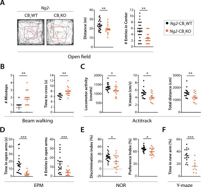 Genetic inactivation of CB1 receptor in OPCs causes motor and cognitive defects in young adult mice.Tamoxifen-driven recombination was induced in Ng2-CB1KO, and control mice at postnatal day 6 (P6-P7) and a battery of behavioural tests was performed at P60. A Open field test. Representative mouse trajectories, quantification of total distance travelled and the number of entries into the center of the arena. B Beam walking test. Quantification of the number of missteps and the time spent to cross the beam. C Actitrack test. Quantification of locomotor activity, mean velocity, and the total distance travelled. D Elevated plus-maze (EPM) test. Quantification of the time spent in open arms and of the number of entries into open arms. E Novel object recognition (NOR) test. Quantification of the discrimination index and the preference index. F Y-maze test. Quantification of the time spent in the new arm. Data are shown as mean ± SEM. n = 8–25 independent data points used per each experimental group. *p ≤ 0.05, **p ≤ 0.01, ***p ≤ 0.001 vs Ng2-CB1WT mice, by two-tailed unpaired Student’s t-test, two-tailed unpaired Student’s t-test with Welch’s correction or Man Whitney test.
