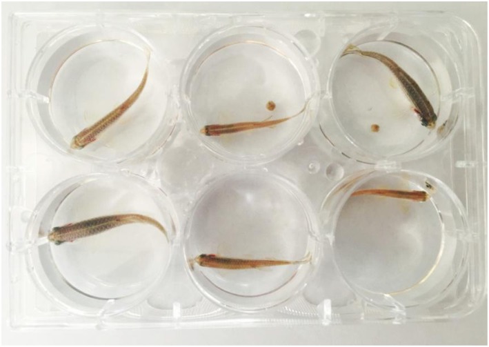 The zebrafish experiment groups with AMB-FUBINACA intake.