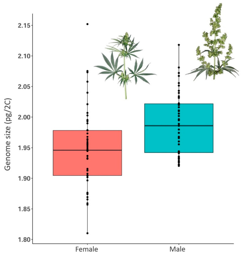 Boxplots showing the genome size distribution of female and male Cannabis individuals.
