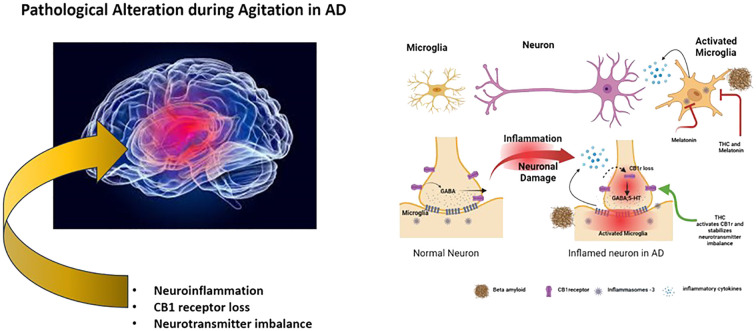 Schematic representation of pathological alterations in agitation of AD and its intervention by THC and melatonin.