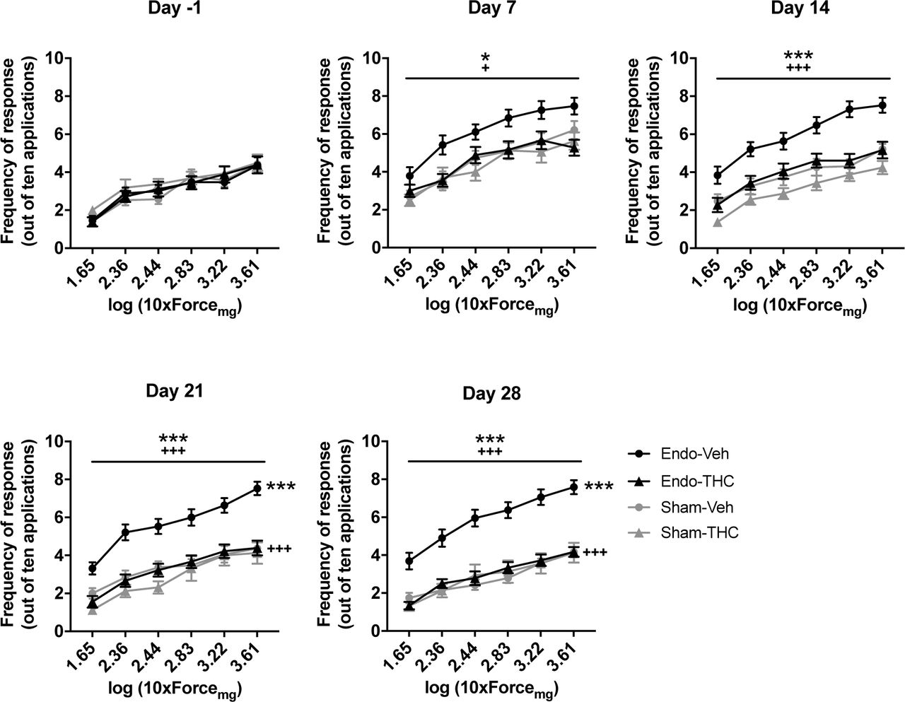 Effect of chronic THC treatment on nociceptive responses to mechanical stimulation.Endometriosis mice treated with vehicle showed higher frequency of response than endometriosis mice treated with THC and sham mice treated with vehicle. Error bars are mean ± SEM. Two-way repeated measures ANOVA + Bonferroni. *p<0.05, ***p<0.001 vs sham. +p<0.05, +++p<0.001 vs vehicle. Endo, endometriosis; Veh, vehicle; THC, Δ9-tetrahydrocannabinol. Figure 3 - Source Data.