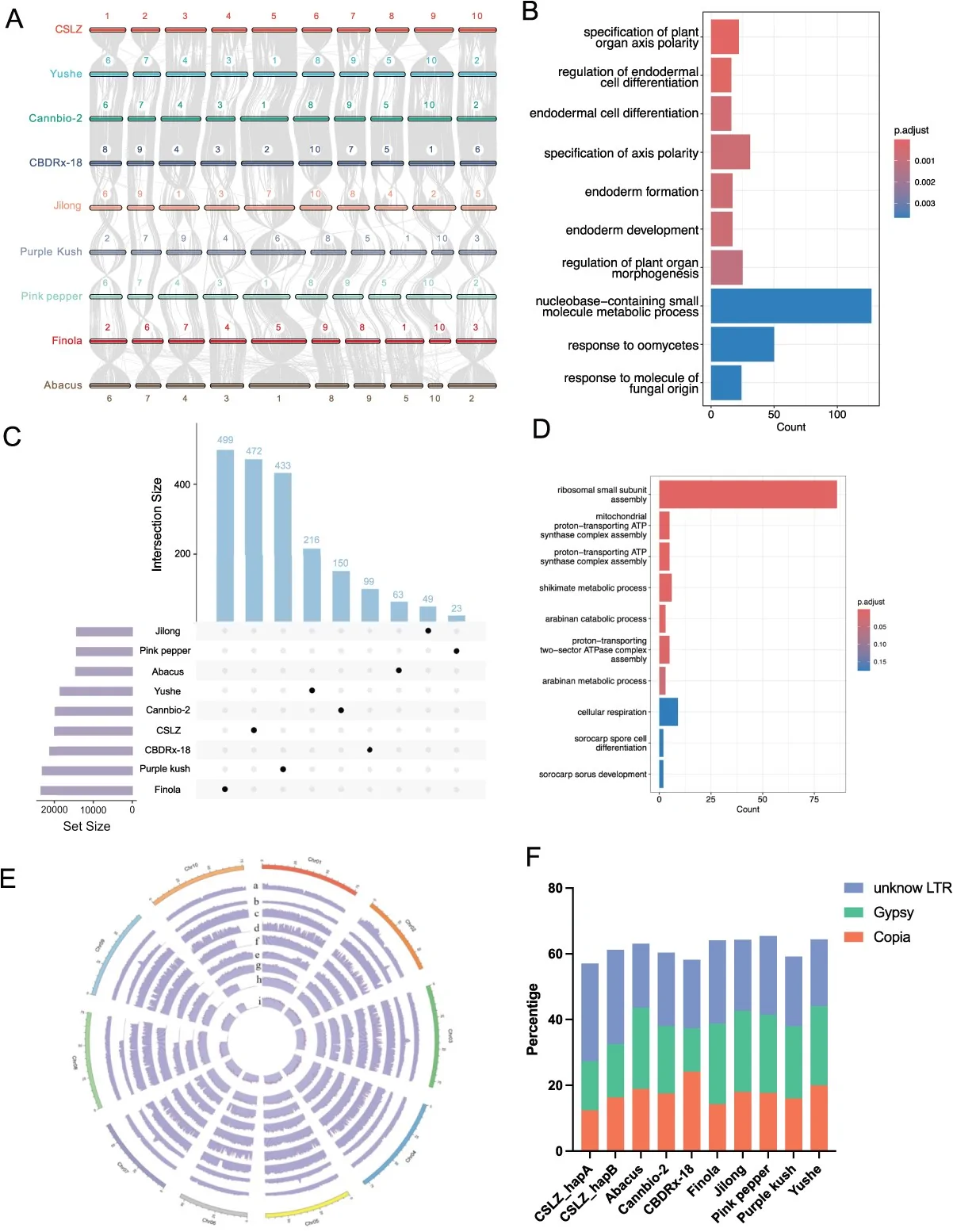 Conservation and specificity among cannabis varieties. (A) Collinearity map of nine cannabis genomes. (B) GO enrichment of genes within conserved regions among cannabis varieties. (C) Unique gene families across cannabis genomes. (D) GO enrichment of unique gene families in CSLZ varieties. (E) Distribution of TEs in the genomes of different cannabis varieties. Tracks are displayed from the outer to inner rings as follows: (a) Linzhi; (b) Abacus; (c) Cannbio-2; (d) CBDRx-18; (e) Jilong; (f) Pink Pepper; (g) Yushe; (h) Finola; (i) Purple Kush. (F) Percentage of different types of TE in the genomes of different cannabis varieties.