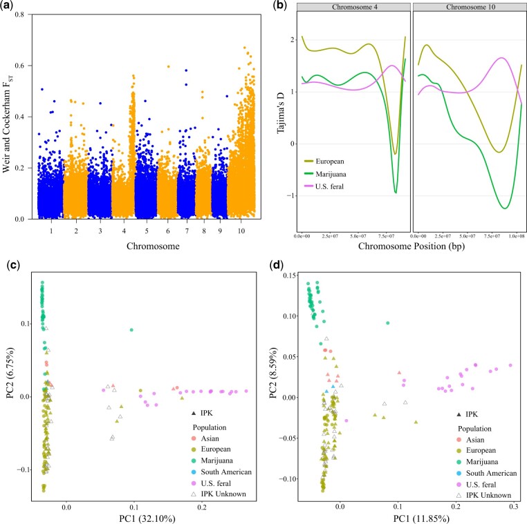 Subpopulation divergence on chromosomes 4 and 10. a) Sliding window F¯ST analysis comparing allelic diversity between Marijuana, European and US feral subpopulations. Y-axis points indicate F¯ST scores across 20,000 base pairs. b) LOWESS plots showing Tajima’s D of SCOs plotting against physical positions of chromosomes 4 and 10 (base pairs). Differently colored lines indicate Tajima’s D value for different subpopulations. c) Plot of the first 2 principal components of PCA on all SNPs between 77 and 88 Mb of chromosome 4. d) Plot of the first 2 principal components of PCA on all SNPs identified on chromosome 10.