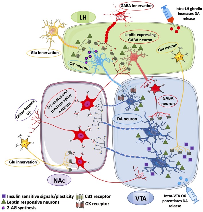 Schematic representation of the information flow among the afferent and efferent neural pathways connecting lateral hypothalamus (LH), ventral tegmental area (VTA) and nucleus accumbens (NAc). LepRb-expressing GABA neurons within the LH receives inhibitory inputs from D1-expressing medium spiny neurons (MSNs) of the NAc. In turn, LH GABA neurons can inhibit VTA GABA-ergic neurons that disinhibit VTA DA neurons that may project onto D1-expressing MSNs of the NAc. LH OX neurons receives excitatory inputs from glutamatergic (Glu) innervation under the inhibitory control of presynaptic CB1 receptors, also located on presynaptic GABA-ergic terminals that synapse OX neurons within the LH. OX neurons are thought to form local microcircuits by synapting VTA DA neurons establishing contacts with D1-expressing MSNs of the NAc, which project back to LepRb-expressing GABA neurons. Glu-ergic innervation from LH to VTA DA neurons is also illustrated as relevant instance of insulin- and leptin-sensitive information processing within the LH-mesolimbic DA circuit. The Glu-ergic pathway, along with presynaptic CB1 receptors on Glu-ergic terminals contacting NAc MSNs illustrate an additional key component of the fine-tuned regulation of VTA DA neurons. Putative Glu-ergic neurons (yellow), GABA-ergic neurons (red), OX neurons (light blue) and DA-ergic neurons (blue).