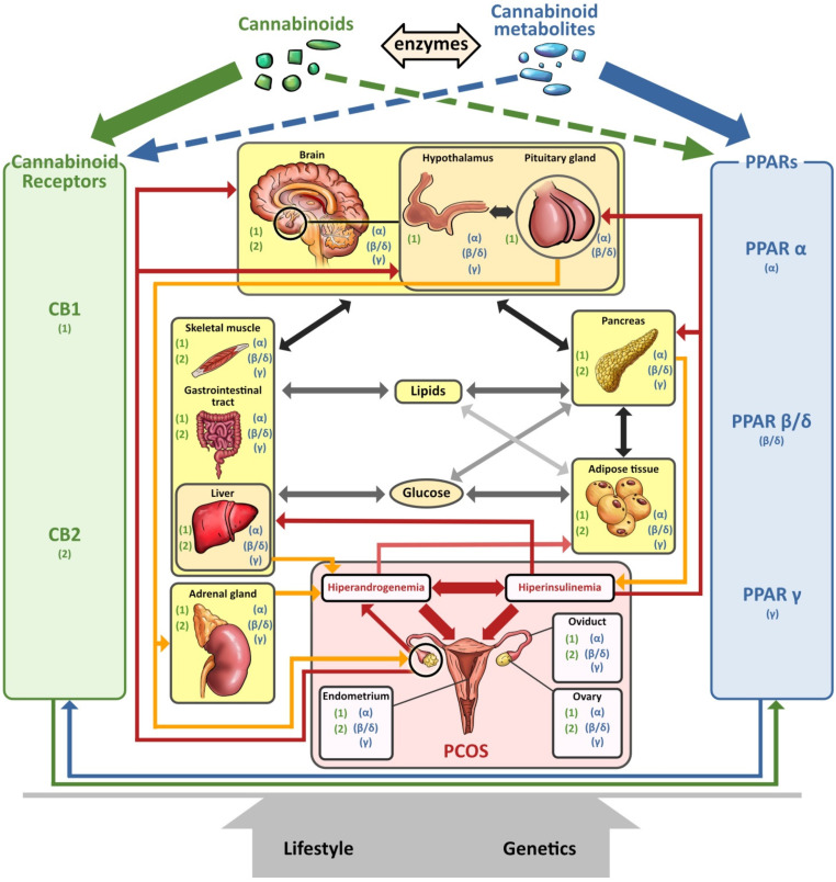 Pathophysiology of PCOS with presence of CBRs and PPARs in human tissues. Abbreviations: CB1Rm cannabinoid receptor type 1; CB2R, cannabinoid receptor type 2; PPAR, peroxisome proliferator-activated receptor.