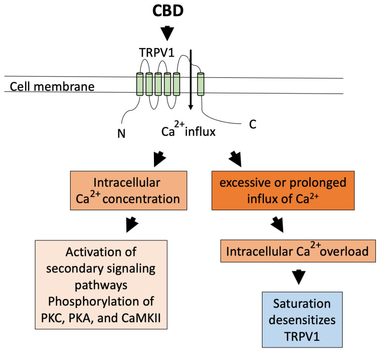 Hypothetical mechanisms of action of anti-inflammatory effects by exposure to CBD through TRPV1. Activation of TRPV1 and desensitizing TRPV1 in neuronal and non-neuronal cells. Activation of the TRPV1 channel triggers Ca2+ influx, which leads to increased intracellular calcium concentration and initiation of secondary signaling pathways, stimulating PKC, PKA, and CaMKII. Overload of Ca2+ or prolonged influx of Ca2+, dephosphorylation of the channel takes place, and the channel becomes unable to respond to further stimulation, desensitizing the TRPV1 channel [80,103,104,105,106,107,108,109]. PKC: protein kinase C, PKA: protein kinase A, CaMKII: calmodulin-dependent protein kinase II.