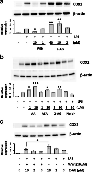 WWL70 suppressed COX-2 expression. Western blots of BV2 cell lysates with different treatment protocols, showing COX-2 expression with β-actin controls. The blots shown here are representative of three independent experiments. a BV2 cells were incubated with synthetic CB receptor agonist, WIN55,212-2, or 2-AG for 15 min, before addition of LPS (0.1 μg/ml) for 18 h. Single and double asterisks denote p < 0.05 and 0.01, respectively, compared to the LPS treatment alone (mean ± SD, n = 3). b BV2 cells were treated with AA or endocannabinoids at the indicated concentrations for 15 min followed by incubation with LPS for 18 h. Single, double, and triple asterisks denote p < 0.05, 0.01, and 0.001, respectively, when compared to the LPS treatment alone (mean ± SD, n = 3). c BV2 cells were treated with WWL70 for 15 min, followed by the addition of 2-AG for a further 15 min, before addition of LPS for 18 h. Relative COX-2 expression levels to β-actin were shown under each blot after normalizing with the LPS-treated conditions. Single asterisk denotes p < 0.05 (mean ± SD, n = 3). WIN refers to WIN55,212-2, and Noldn refers to 2-arachidonyl glyceryl ether