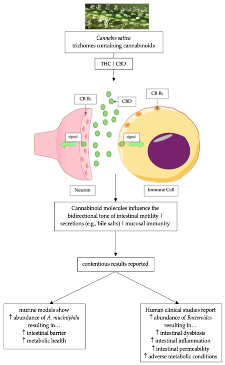 Diagrammatic representation of ECS receptors CB R1 and CB R2 that have been identified on neuronal cells [95] and immune system cells (i.e., B lymphocytes) [96] and can bind CBD and THC and their effects on the gut and intestinal microbiota (adapted and modified from Izzo and Sharkey; Storr et al.; Al-Khazaleh et al.) [35,36,71]. ECS = endocannabinoid system; CBD = cannabidiol; CB R1 = Cannabinoid Receptor 1; CB R2 = Cannabinoid Receptor 2.