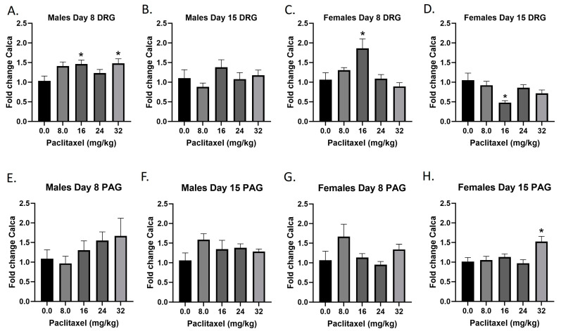 Paclitaxel increases expression of CGRP in the DRG (A–D) and PAG (E–H) in male and female C57Bl/6 mice. Mice are treated with vehicle or increasing doses of paclitaxel on Days 1, 3, 5, and 7 in a between-subjects design (n = 3–5/group). Mice are euthanized on Day 8 or 15 and are harvested for RT-PCR analysis. One-way ANOVAs with Dunnett’s multiple comparison tests; * = p < 0.05 as compared to vehicle control.