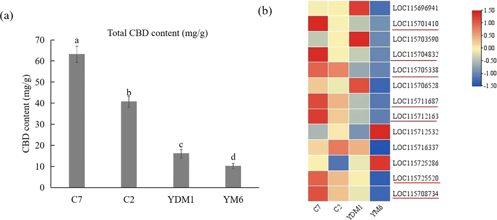 Panel a displays a bar graph comparing total CBD content in milligrams per gram among C7, C2, YDM1, and YM6, with C7 showing the highest and YM6 the lowest levels. Panel b presents a heatmap of gene expression for selected genes (identifier codes listed) across the same four samples, with a color scale from blue (low expression) to red (high expression).