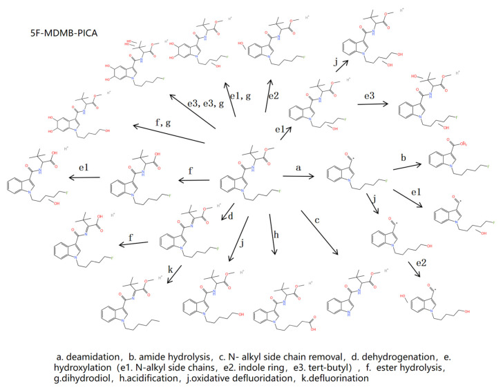 Metabolic response diagram for 5F-MDMB-PICA.