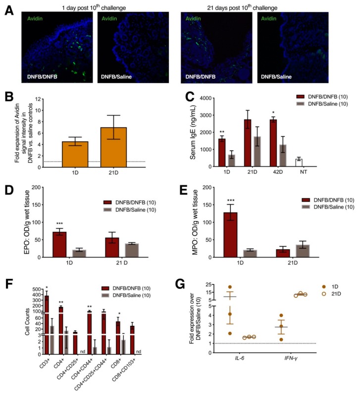 Repeated topical dinitrofluorobenzene (DNFB) exposure on the labiar skin in previously sensitized ND4 mice results in increased abundance of local mast cells, higher levels of IL-6 and IFN-γ transcripts, elevated serum IgE, greater myeloperoxidase and eosinophil peroxidase activity, and increased numbers of infiltrating T cells. (A) Representative sections at 200x magnification showing FITC (fluorescein-isothiocyanate)-Avidin-stained mast cell granules in labiar tissues of DNFB vs. saline-challenged mice 1 day and 21 days after 10 challenges; (B) Relative intensity of Avidin-stained mast cell granules in the labiar skin of DNFB vs. saline-challenged mice 1 day and 21 days after 10 labiar DNFB challenges. n= 3; (C) Total IgE levels in serum measured 1 day, 21 days, and 42 days after 10 challenges with DNFB or saline in previously sensitized mice and in age-matched untreated mice (NT). ** and * represent p-values of p < 0.01 and p < 0.05 respectively. n = 3–6; (D) Eosinophil peroxidase and (E) myeloperoxidase levels in the labiar tissue, normalized to tissue weight, 1 and 21 days after 10 DNFB or saline challenges. *** represents p-values of p < 0.001. n = 3–6; (F) CsD3+, CD4+, CD4+CD25+, CD4+CD44+, CD4+CD25+CD44+, CD8+, and CD8+CD103+ cell numbers in flank tissues derived from previously sensitized mice challenged with either DNFB or saline vehicle on the flank. ** and * represent p-values of p < 0.01 and p < 0.05 respectively. n = 6; nd = not detected; (G) Relative abundances of IL-6 and IFN-γ mRNAs in the labiar tissue of DNFB- vs. saline-challenged, previously sensitized mice 1 day and 21 days after 10 DNFB challenges, each normalized to β2-microglobulin (housekeeping) mRNA levels. n = 3.