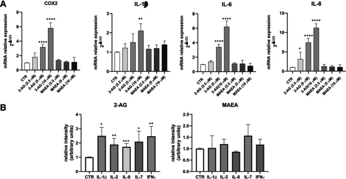2‐AG, but not MAEA, increases the expression and release of different pro‐inflammatory factors in endometriotic epithelial cells. (A) Endometriotic epithelial cells were serum‐starved for 18 h and treated with increasing concentrations of 2‐AG and MAEA for 24 h. mRNA quantitative analysis of COX2, IL‐1β, IL‐6 and IL‐8 was performed by qPCR. Results, analyzed with the 2−ΔΔCt method, were obtained using β‐Actin as a housekeeping gene and individual inflammatory factors of the unchallenged specimen as a reference gene. 2‐AG increases COX2, IL‐1β, IL‐6 and IL‐8 expression in a statistically significant manner (One‐way ANOVA, *p < 0.05; **p < 0.01; ****p < 0.0001). (B) Endometriotic epithelial cells were serum‐starved for 18 h and treated with 10 μM 2‐AG or 2.5 μM MAEA for 24 h. The obtained conditioned media were screened for the content of proinflammatory markers using the Human Inflammation Array as described in Section 2. Results were expressed as fold increase in respect to control. 2‐AG induces the extracellular release of IL‐1β, IL‐2, IL‐6, IL‐7 and IFNγ in a statistically significant manner (Student's t‐test *p < 0.05; **p < 0.01; ***p < 0.001).