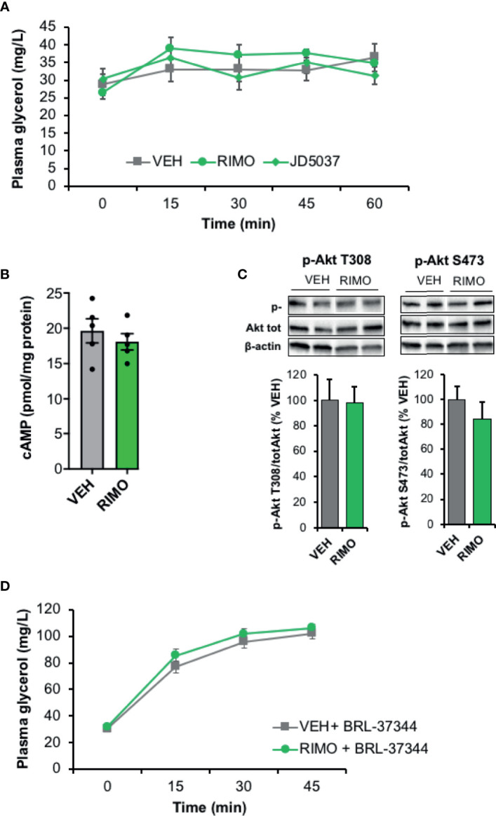 Blockade of WAT CB1R does not modify lipolysis in obese mice in vivo. (A) Kinetic of plasma glycerol (0, 30, 45 and 60 min) in mice fed with a high fat diet (HFD) after a single intraperitoneal injection of vehicle (VEH), Rimonabant (RIMO, 10 mg/kg) or JD5037 (3 mg/kg); n=9/group. (B) Intracellular cAMP content in WAT collected from HFD mice 45 min after an intraperitoneal injection of VEH or RIMO (10 mg/kg); n=4/group. (C) Representative immunoblots and densitometry analyses of the phosphorylation level of Akt (T308, S473) in WAT collected from HFD mice 15 min after an intraperitoneal injection of VEH or RIMO (10 mg/kg); n=5/group. (D) Kinetic of plasma glycerol (0, 30, and 45 min) in HFD mice after an intraperitoneal injection of BRL-37344 (5 mg/kg) in the presence of vehicle (VEH) or Rimonabant (RIMO, 10 mg/kg); n=4/group. Results are expressed as mean ± SEM.