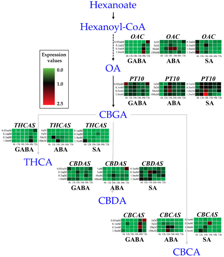 Transcript levels of five major structural genes in the cannabinoid biosynthetic pathway. For each gene, transcript levels at different times after treatment with hormones at a range of concentrations are displayed as a heatmap based on normalized Ct values. Each value for color scale was derived from 2−∆∆Ct/the largest 2−∆∆Ct and multiplying by 2.5 for range 0–2.5. Statistical significance by Duncan’s multiple range test (p < 0.05, n = 3) is listed in Supplementary Table S3. GABA, γ-aminobutyric acid; ABA, abscisic acid; SA, salicylic acid; OAC, encodes olivetolic acid cyclase; PT10, prenyltransferase 10; THCAS, tetrahydrocannabinolic acid synthase; CBDAS, cannabidiolic acid synthase; CBCAS, cannabichromenic acid synthase.